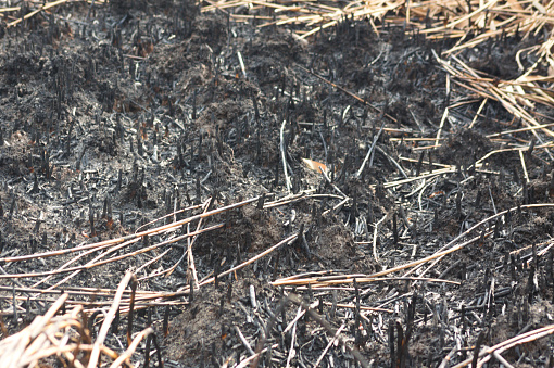 Close-up of plants and burnt earth with selective focus on foreground