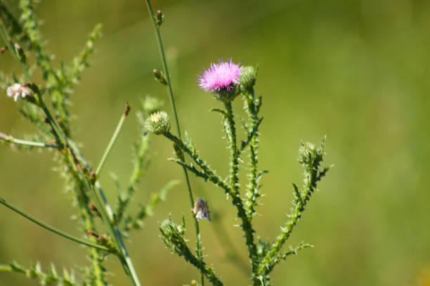 istock Closeup of spiny plumeless thistle with green blurred background 2022258384