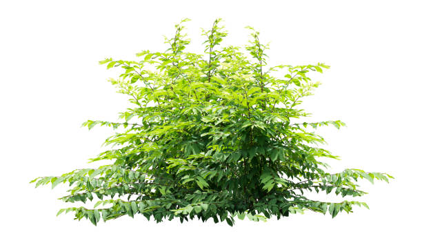 Tropical plant fence bush tree isolated on white background with clipping path.