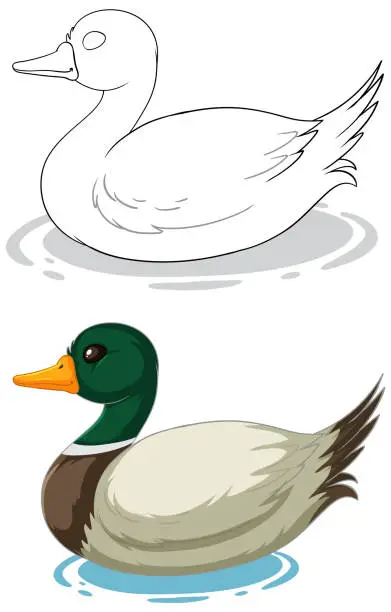 Vector illustration of Two vector ducks floating on calm water