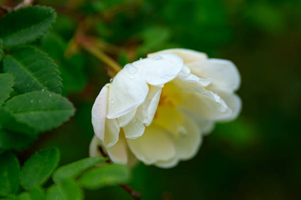 White rose flower in full bloom during rain with green leaves