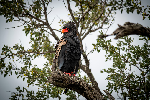 The bateleur eagle, Terathopius ecaudatus, is a medium-sized eagle in the family Accipitridae. Kruger park, South Africa.