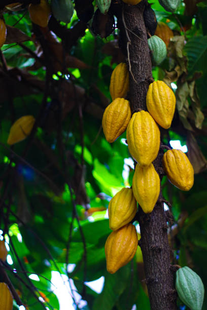 istock many yellow cacao beans growing on a tree in a forest with green leaves 2022299411