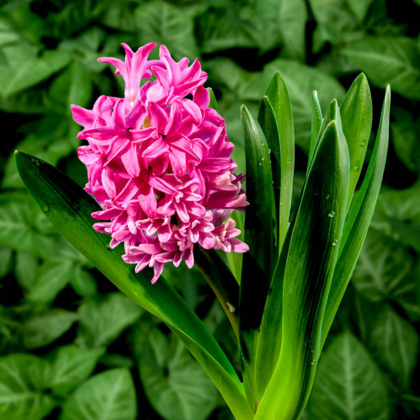 Beautiful blooming Pink Hyacinth flower on a green background. Flower head close-up.