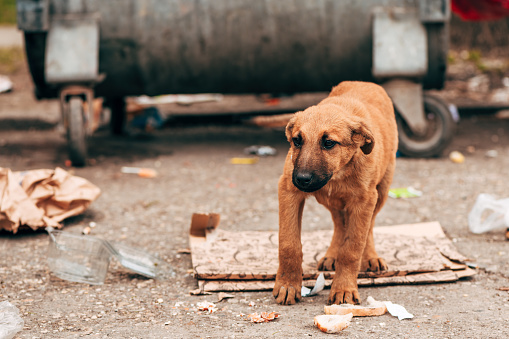 Stray dog puppy on the street, alone neglected animal