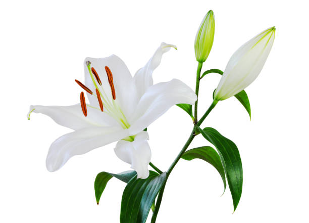 istock Beautiful white Lily (Lilium, Liliaceae) with buds isolated on white background, including clipping path. 2022311443