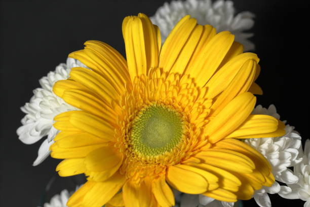 Colourful gerbera flowers on nature background