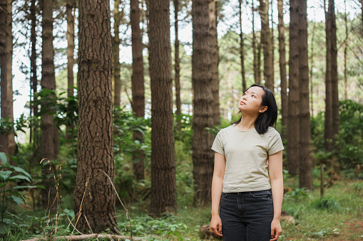 Young Asian woman standing in the forest looking up at the towering trees. She immersed herself in nature.
