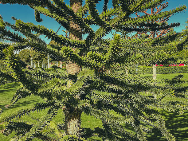 Araucaria araucana tree in the park.