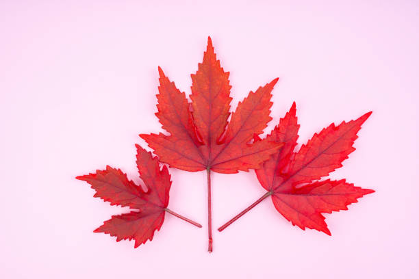 Autumn red color leaves on pink color background