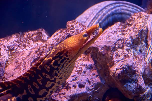 Head of a murenid, anguilliform fish popularly known as moray eels. They live in coral reefs where they stalk their prey from crevices.