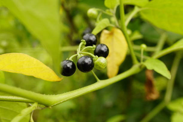 Close-up of Solanum nigrum tree bearing fruit