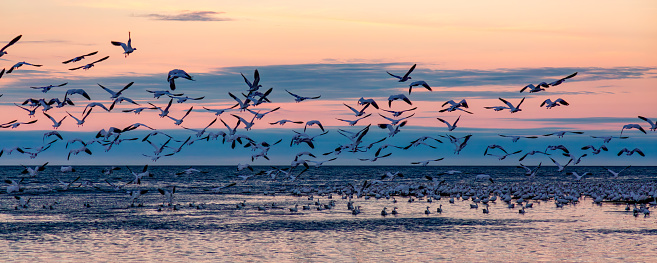 A group of birds soar above the water in a sunset sky