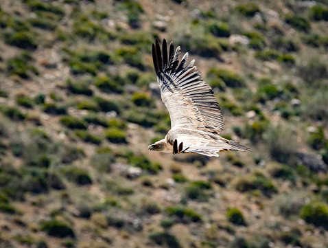 A Griffon Vulture in flight.