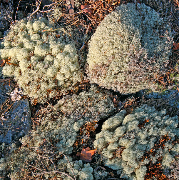 Lichen on rock surface, Background, Lappland, Finland, Sweden, Scandinavia, Europe