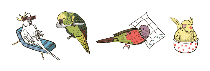 Parrots birds pets vector funny illustrations set.