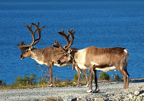 Large male reindeer on the banks of a fjord in Norway - animal figures against blue water background