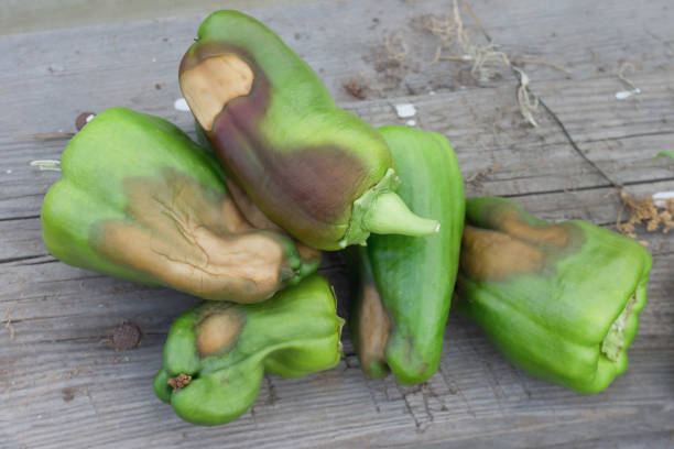 istock Rotten green bell pepper. 2022360437