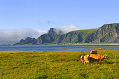 Andoya landscape in the Vesteralen Islands archipelago in Northern Norway.
