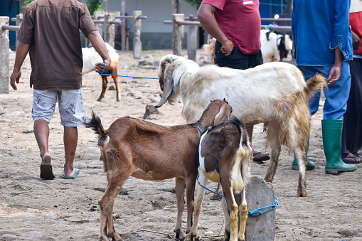 Goats or sheep at animal market. Lamb in the market. Sacrifices on Eid al-Adha. Goat farm. Portrait of a goat close-up. Portrait of a goat on a farm. Beautiful goat posing. Domestic goats.