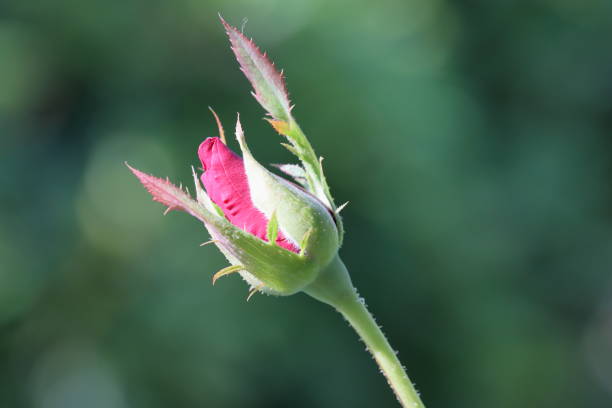 A beautiful blooming red rose on the tree