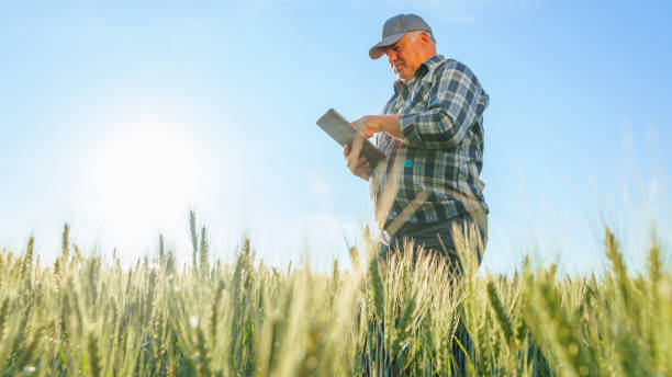 istock Side view of serious elderly male farmer scrolling tablet while standing in wheat field 2022394547