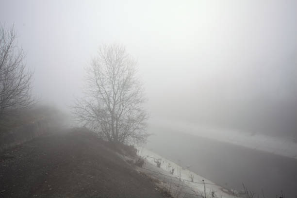 Bare tree on a concrete embankment of a diversionary channel in the italian countryside on a foggy day