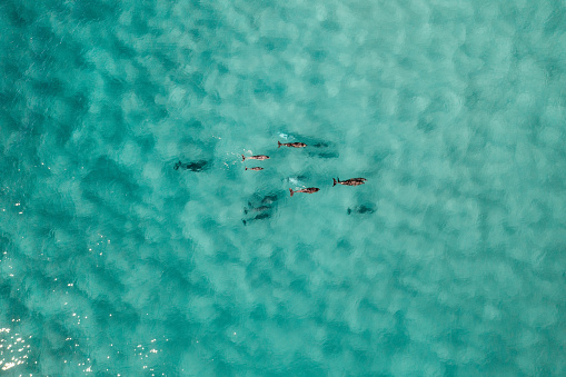 Aerial view of a pod of dolphins swimming in blue turquoise beautiful water