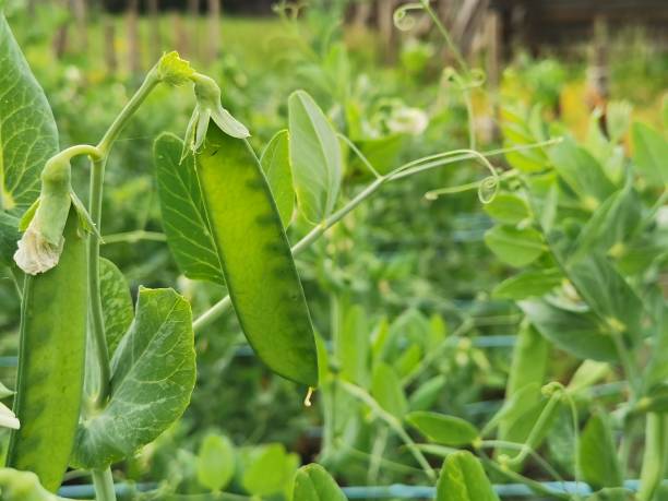 istock Fresh peas growing in a garden 2022402288