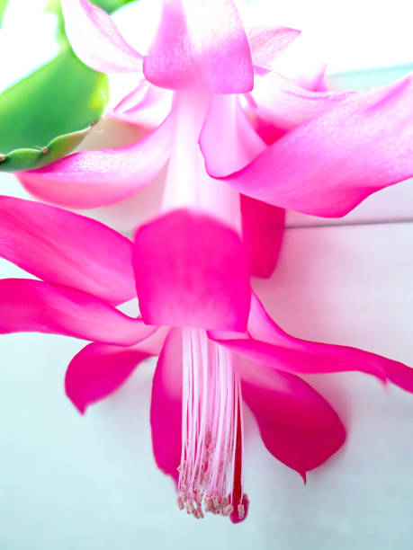Closeup of a cactus flower in full bloom against a white background.
