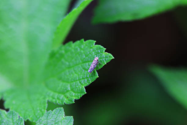 istock Leaf cicada on wild plants, North China 2022409450