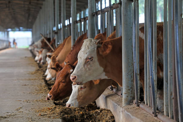 A group of Holstein cows stand inside a large covered barn, feeding from a concrete trough filled with hay. The warm light of the setting sun gently illuminates the cows, highlighting the structure of the barn and creating a peaceful rural farming atmosphere.