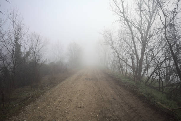 Dirt path bordered by bare trees in a park on a foggy day in the italian countryside