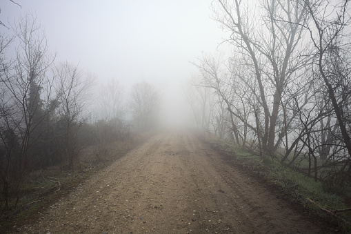 Dirt path bordered by bare trees in a park on a foggy day in the italian countryside