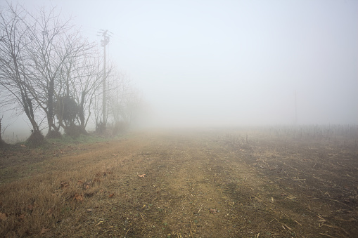 Dirt path bordered by bare trees in the italian countryside on a foggy day