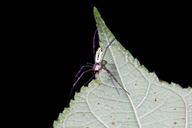 Spiders in the wild, North China