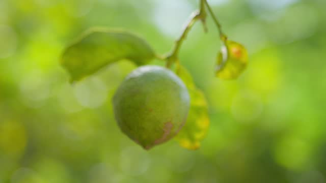 Luscious lemons hanging on a tree in bright sunlight in 4k slow motion 120fps