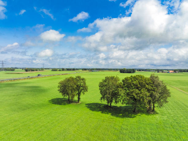 Group of trees oak and birch in a freshly cut meadow during a beautiful summer day in  Overijssel, Netherlands, seen from above