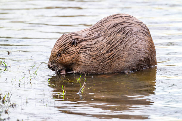 istock Beaver in the wild feeding and cleaing its fur 2022430797