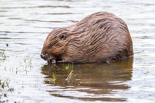 Eurasian beaver (Castor fiber) on the banks of the city canal in the city of Zwolle in Overijssel during a winter morning.