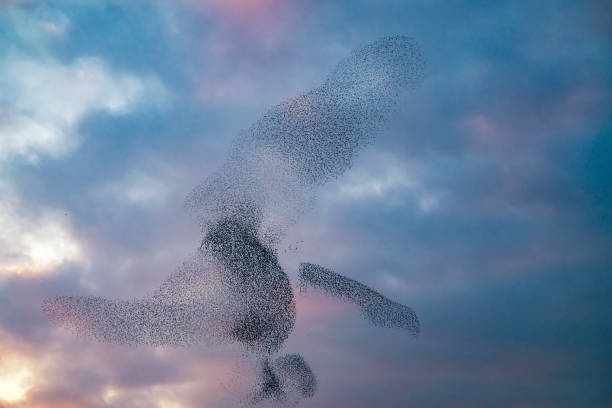 istock Starling murmuration during sunset at the end of the day 2022431864