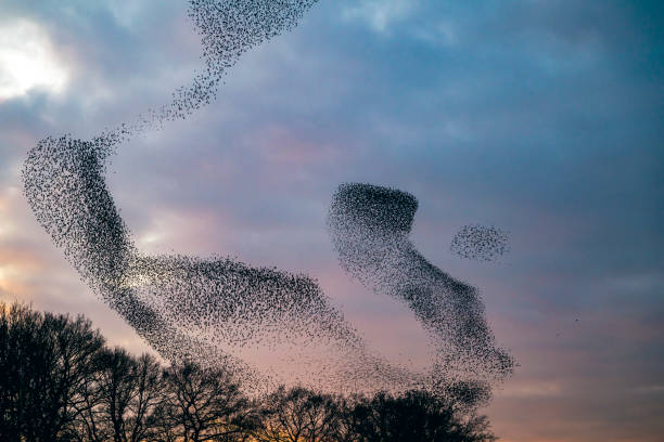 istock Starling murmuration during sunset at the end of the day 2022432373