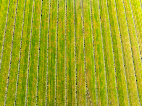 Tractor tracks in a field with green grass seen from above during a ssummer day.