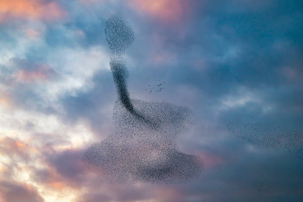 istock Starling murmuration during sunset at the end of the day 2022433439