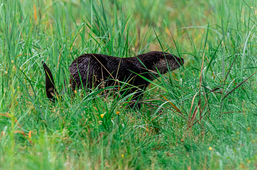 A large otter walking on the grass
