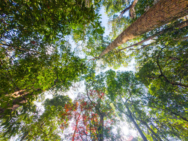 istock Tall perennial tree and maple tree with green foliage in tropical rainforest 2022435105