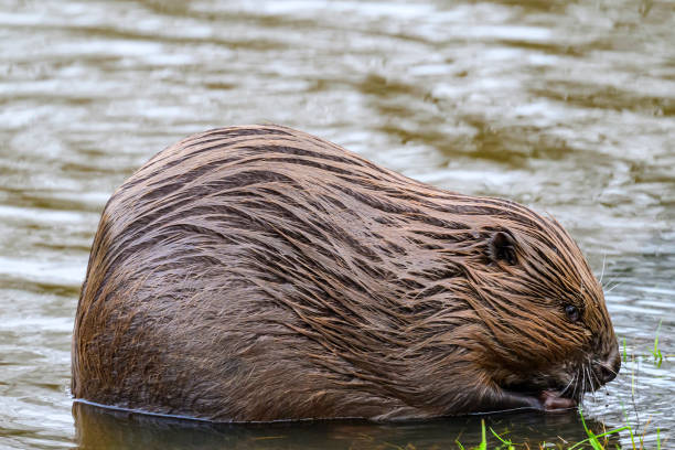 istock Beaver in the wild feeding and cleaing its fur 2022435689
