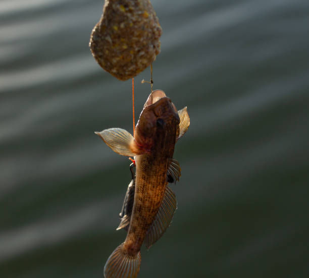 angeln, bullenfisch am haken an der angel - bull trout stock-fotos und bilder