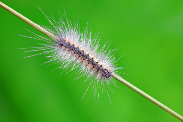 istock Lepidoptera larvae in the wild, North China 2022449845