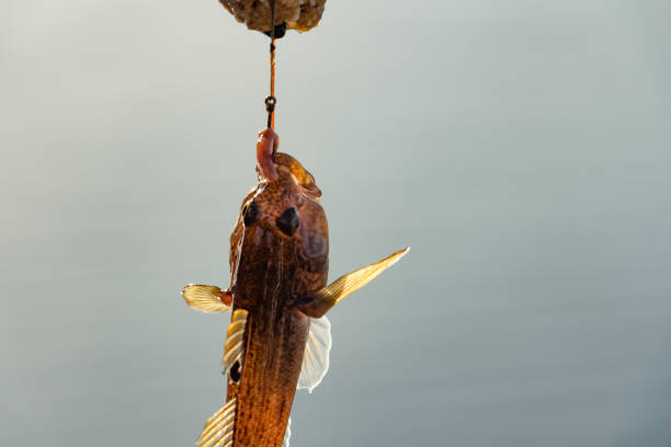 angeln, bullenfisch am haken an der angel - bull trout stock-fotos und bilder